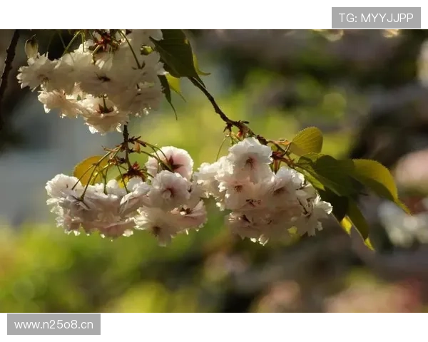 命中注定的人生一切皆为神意
